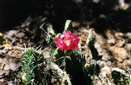 lava_flower