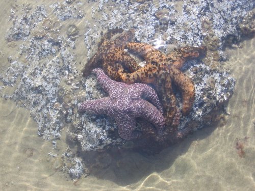 Starfish
