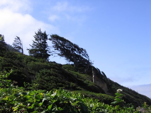 Windblown