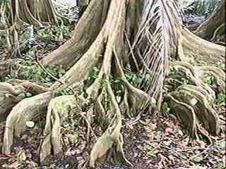 PICT_8