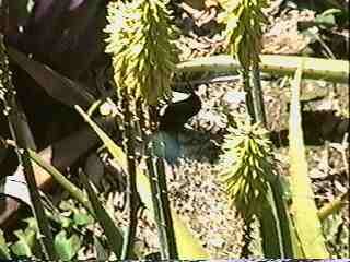 PICT_12