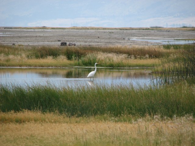 Egret