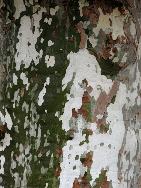 web-40