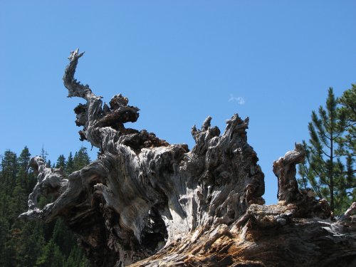 Stump