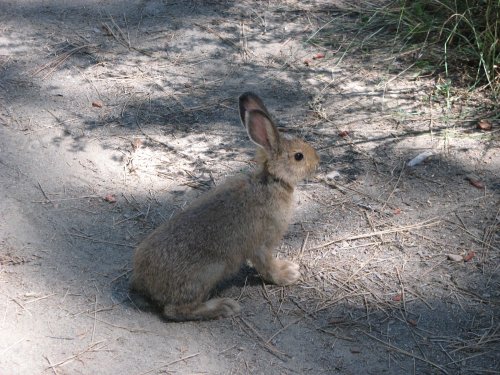 Bunny