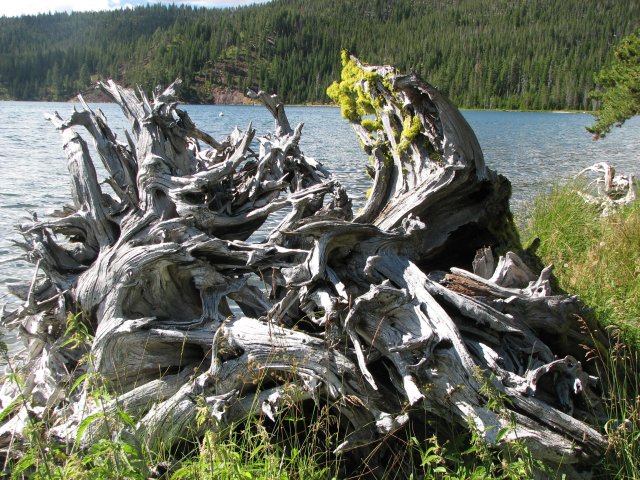 Stump