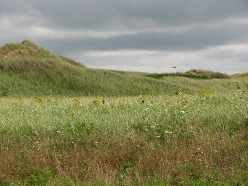 IMG_0993