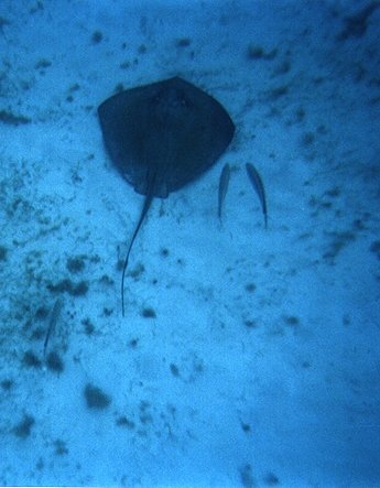 ray