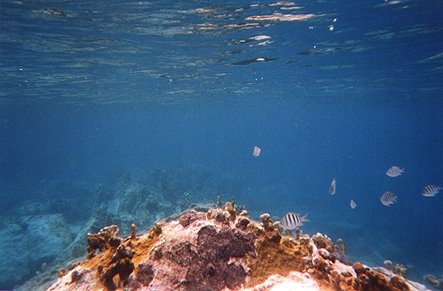 coral2