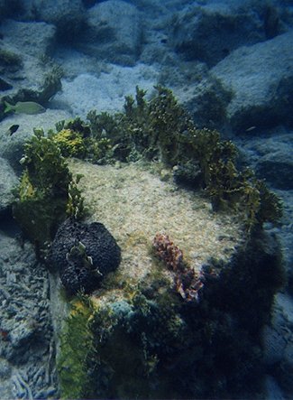 coral3