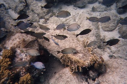 fish1