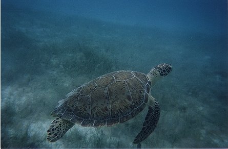 turtle
