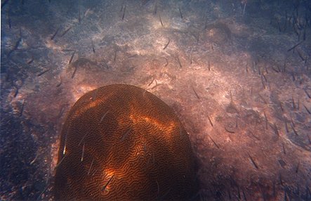 coral4