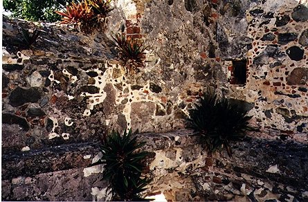 annabergplants