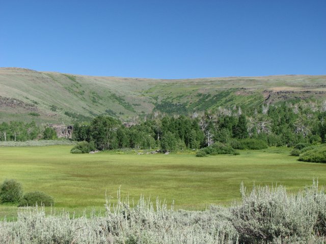 Meadow