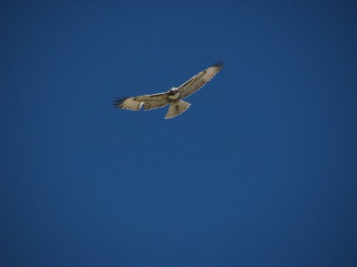 Hawk