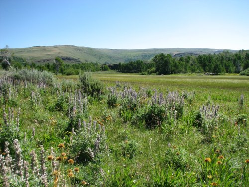 WIldflowers