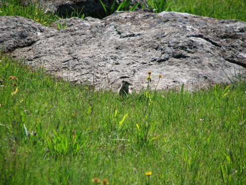 Marmot