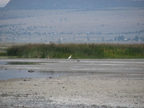 Egret