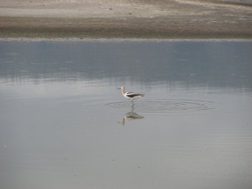Bird