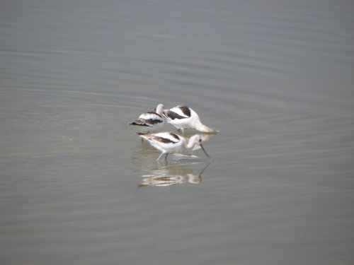Birds