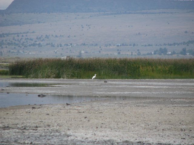 Egret