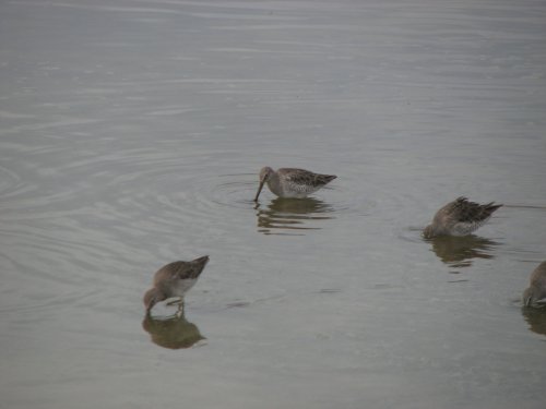 Birds