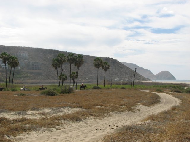 Emerging from the palms