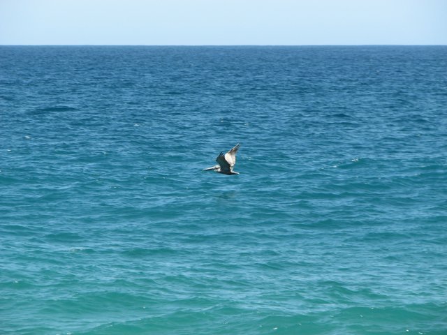 Pelican