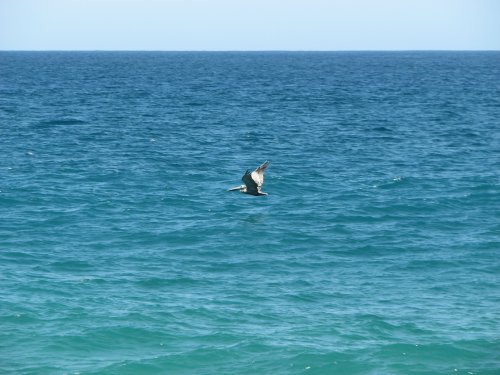 Pelican