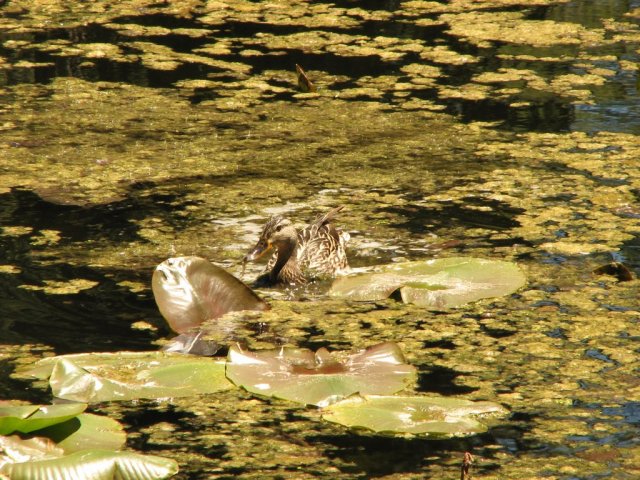 Duck