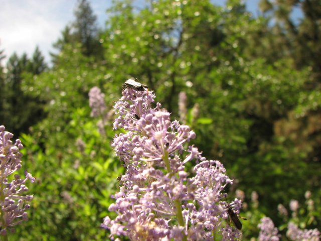 Deerbush
