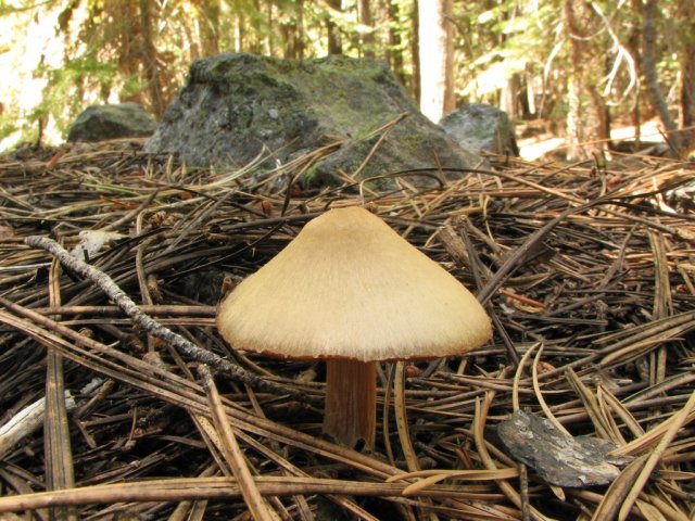 Mushrooms