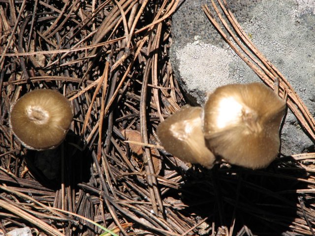 Mushrooms
