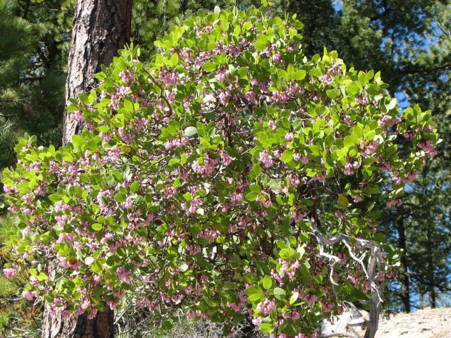 Manzanita