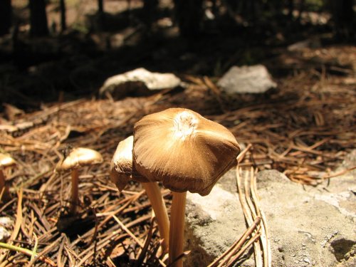 Mushrooms