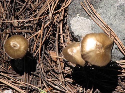 Mushrooms