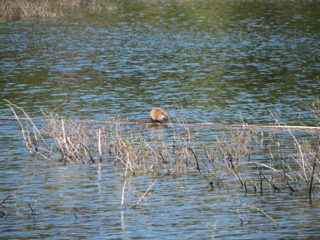 Otter