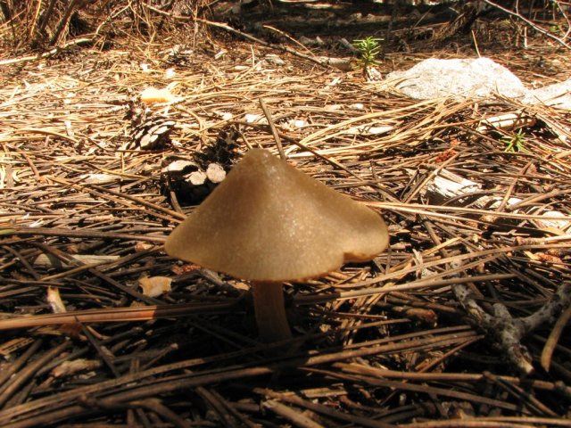 Mushrooms