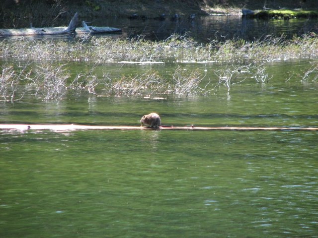 Otter