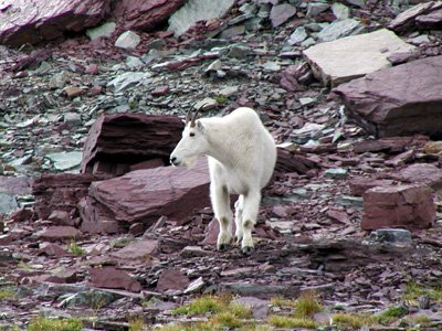 212-glacier