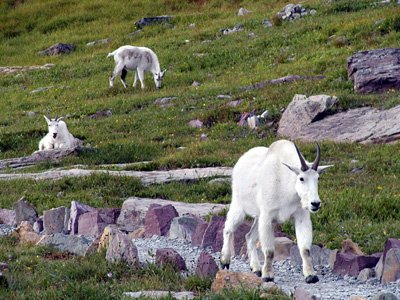 223-glacier