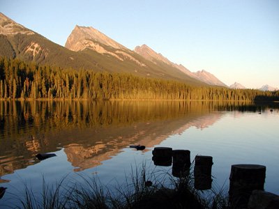 305-jasper