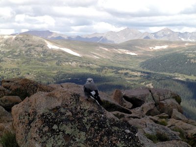231-rockymtn