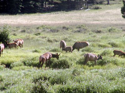 223-rockymtn